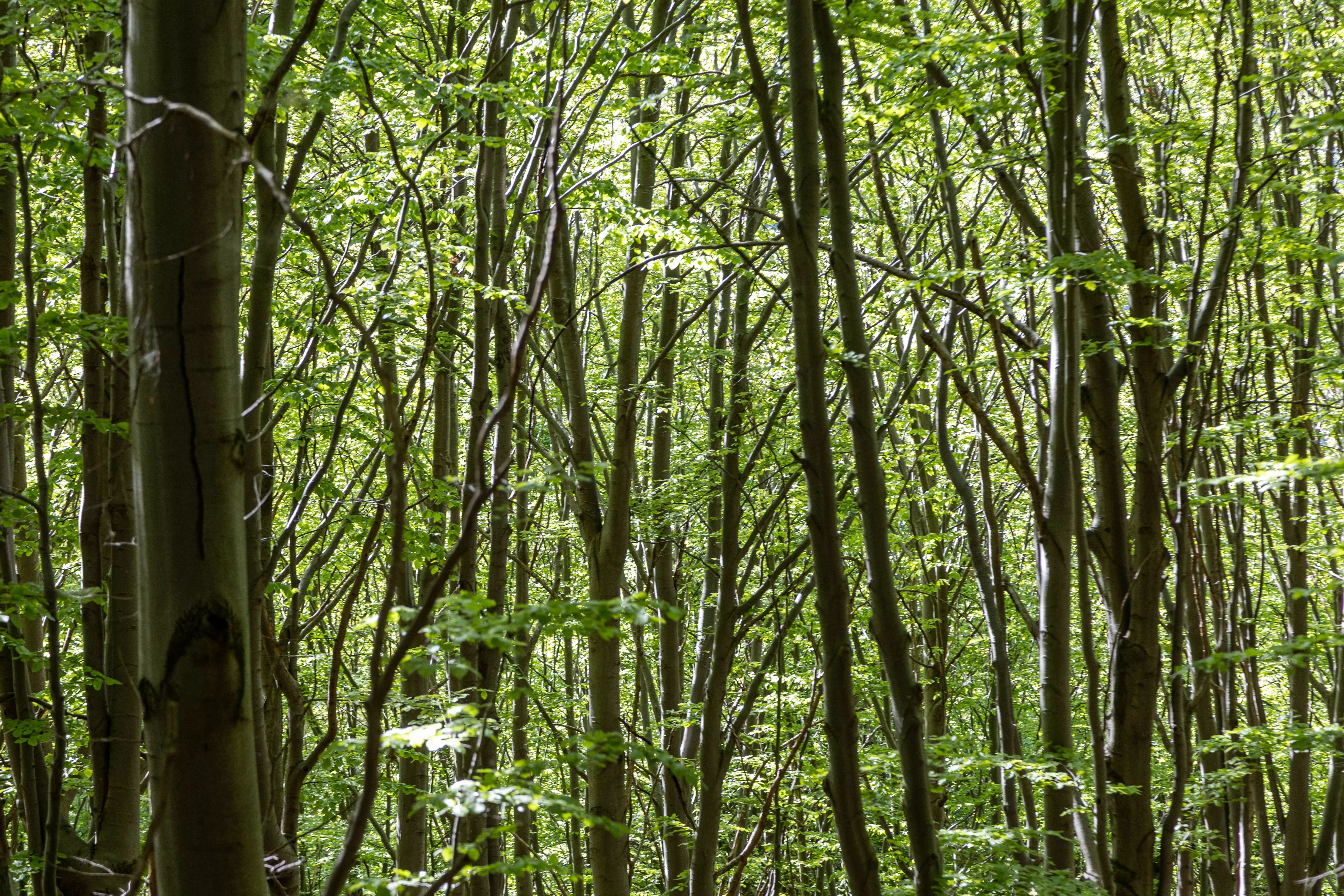 Sportello Forestale Unione Monviso